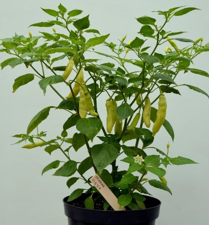 'Madre Vieja' pot plant