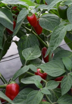 Redroc chilli Plant