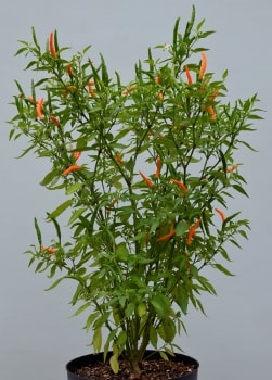 Orange Tyger chilli Plant