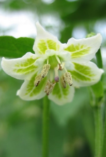  capsicum flower