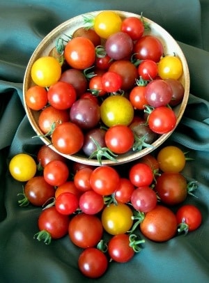 coloured tomatoes