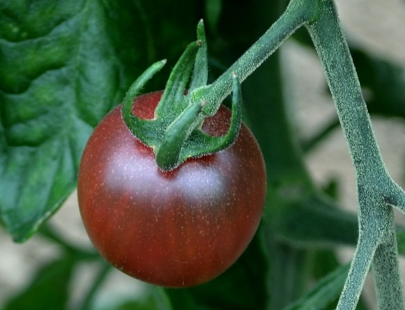 cherry tomato 'Black Opal'
