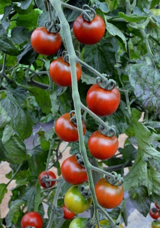 tomato garnet