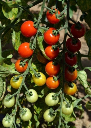 tomato truss