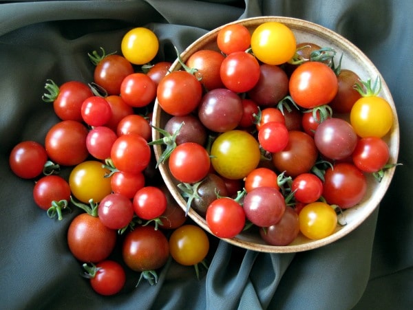 coloured tomatoes